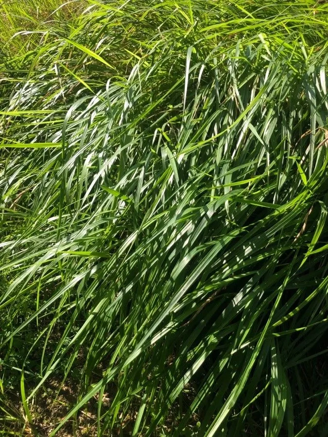 Canada bluejoint (Calamagrostis canadensis, Ess. Agrostogr.: 15, 157 (1812))