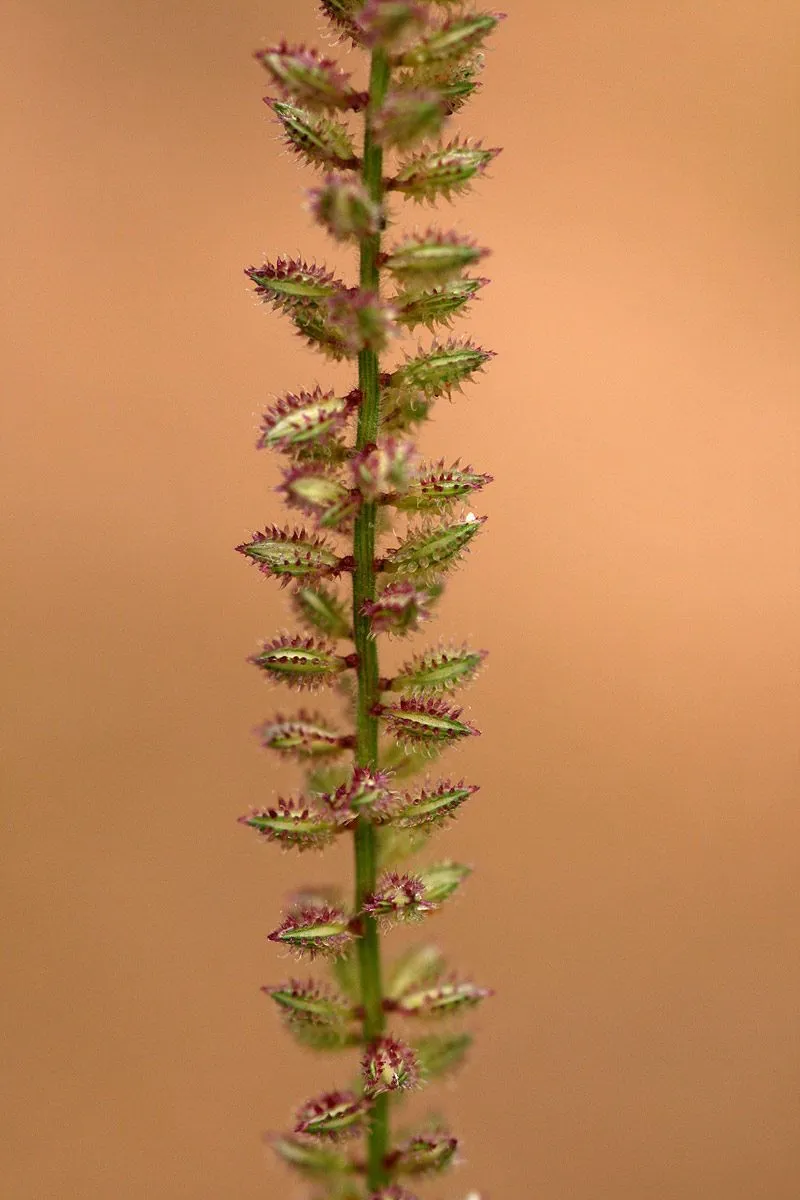 African bur grass (Tragus berteronianus, Mant. 2: 205 (1824))