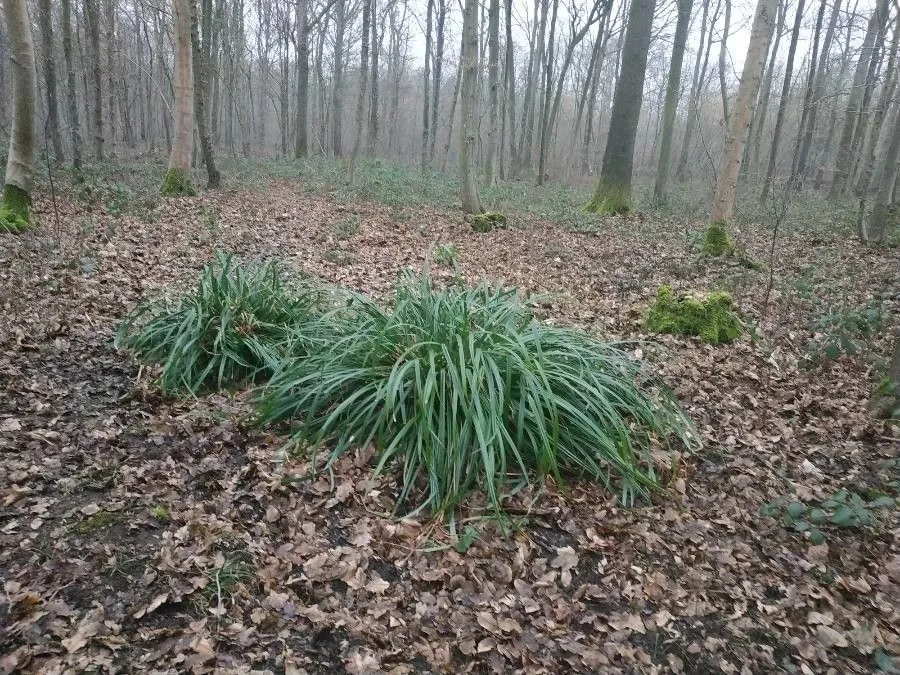 Rough sedge (Carex muricata, Sp. Pl.: 974 (1753))