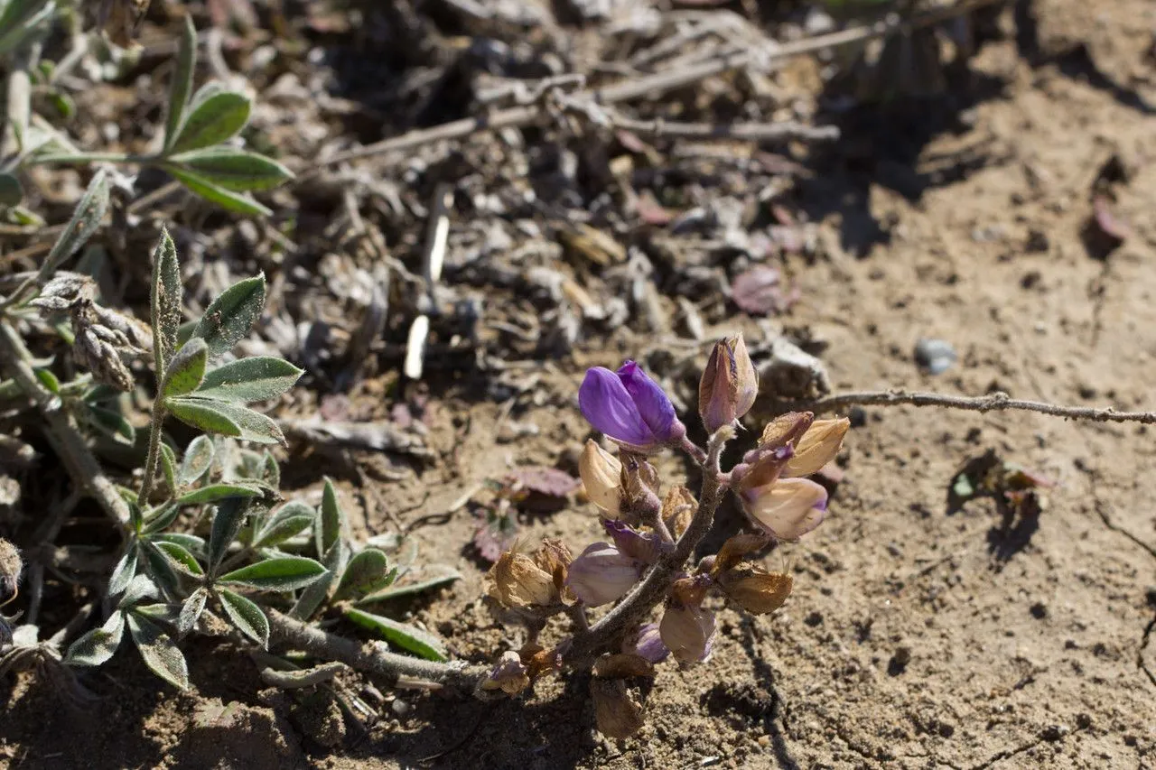 Summer lupine (Lupinus formosus, Man. Bot. San Francisco: 105 (1894))