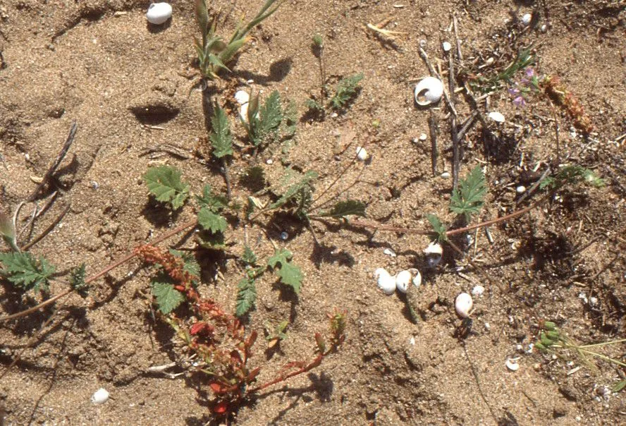 Cutleaf stork’s bill (Erodium laciniatum, Sp. pl. 3(1):633. 1800)