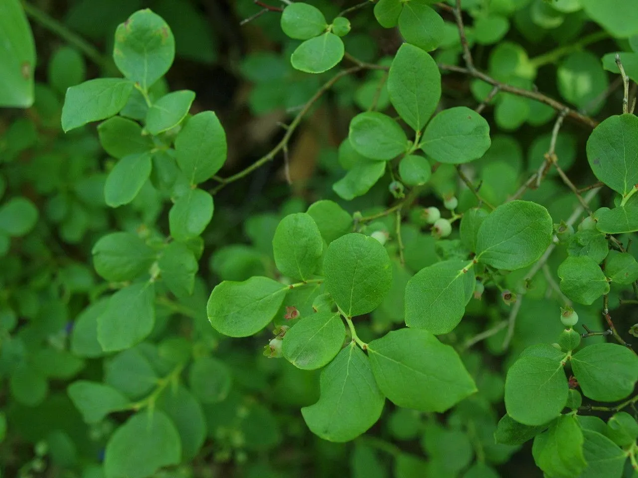 Dryland blueberry (Vaccinium pallidum, Hort. Kew. 2: 10 (1789))