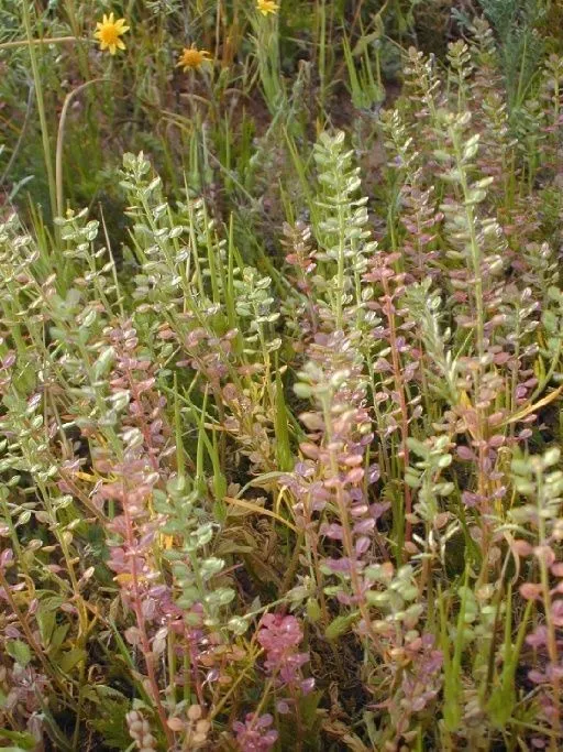 Shining pepperweed (Lepidium nitidum, J.Torrey & A.Gray, Fl. N. Amer. 1: 116 (1838))