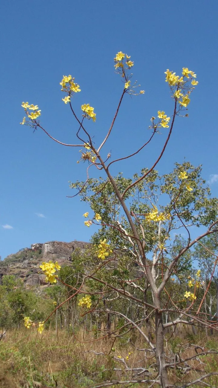 Kapokbush (Cochlospermum fraseri, London J. Bot. 6: 307 (1847))