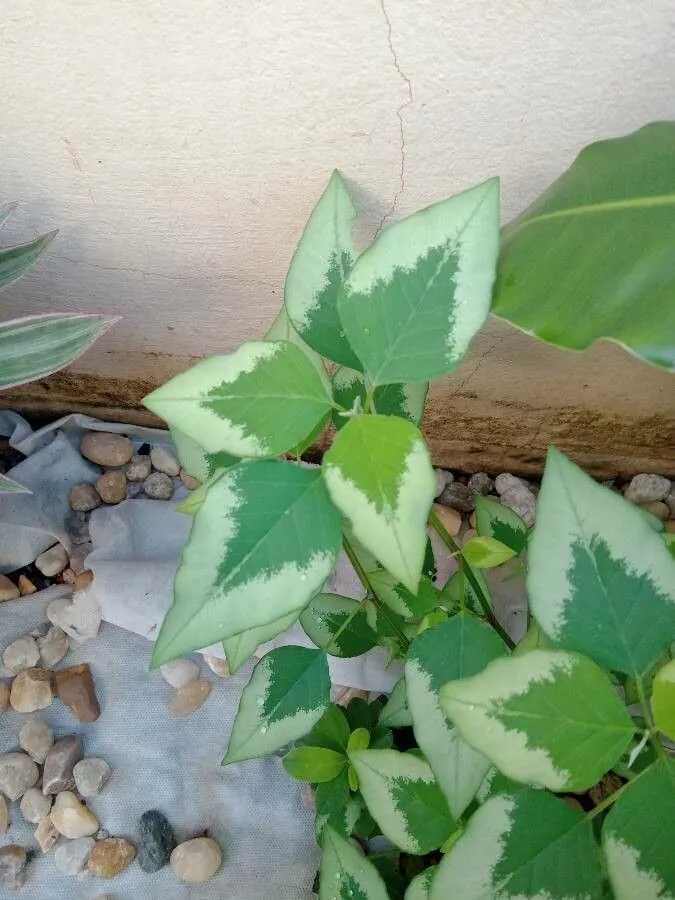 Grassleaf spurge (Euphorbia graminea, Select. Stirp. Amer. Hist.: 151 (1763))