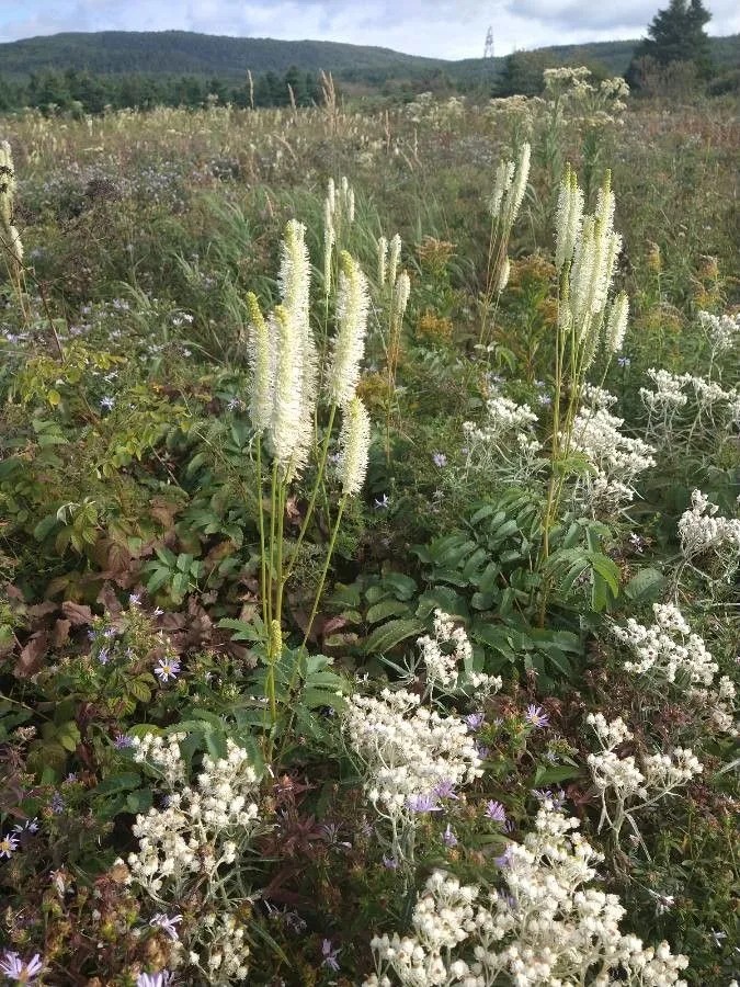 White burnet (Sanguisorba canadensis, Sp. pl. 1:117. 1753)