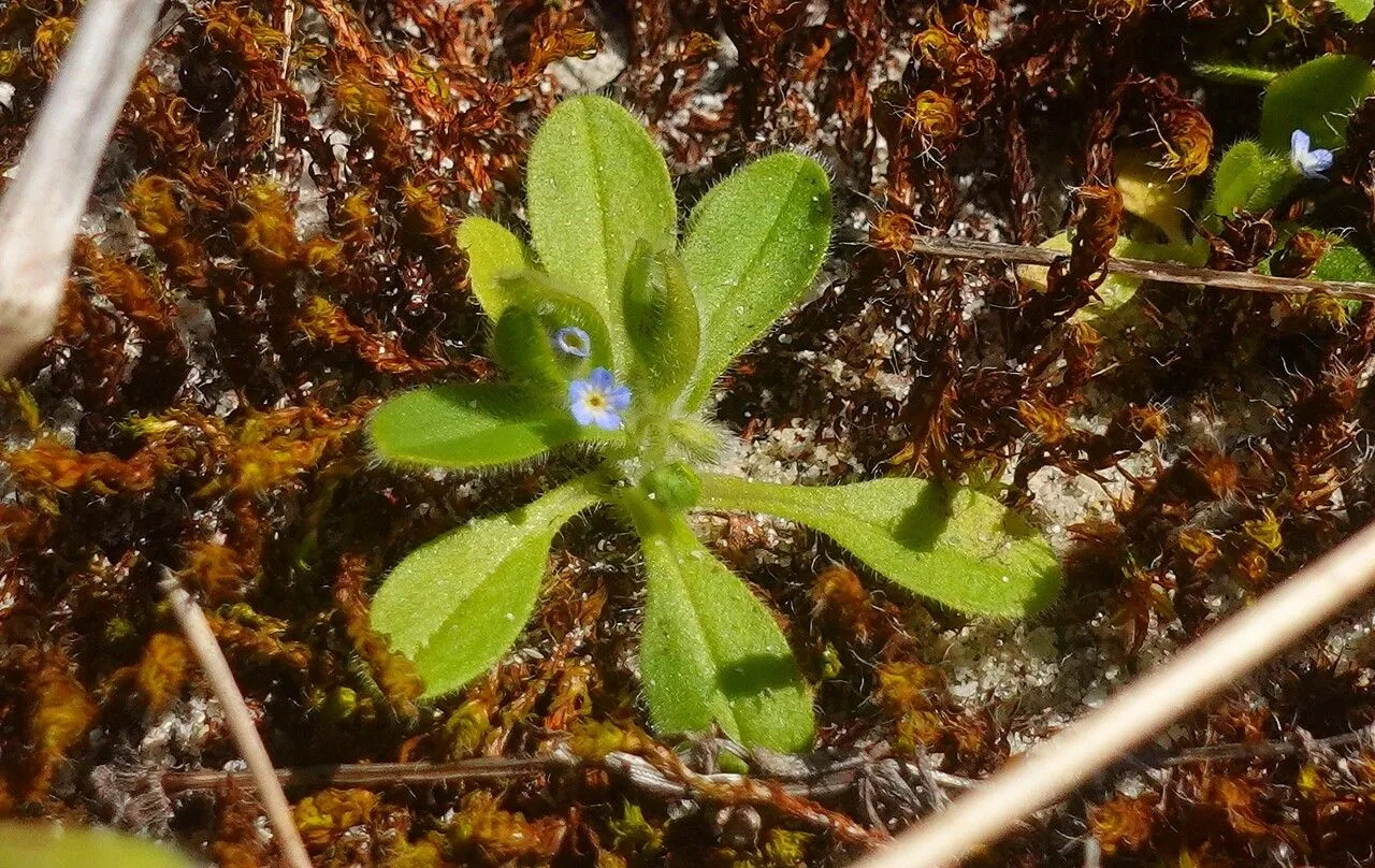 Early forget-me-not (Myosotis ramosissima, J.A.Schultes, Oestr. Fl., ed. 2, 1: 366 (1814))