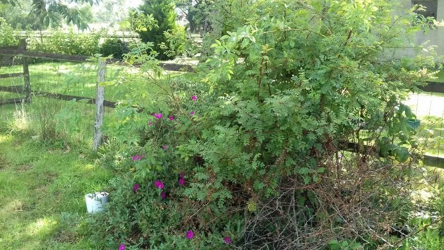 Smooth rose (Rosa blanda, Hort. Kew. 2: 202 (1789))