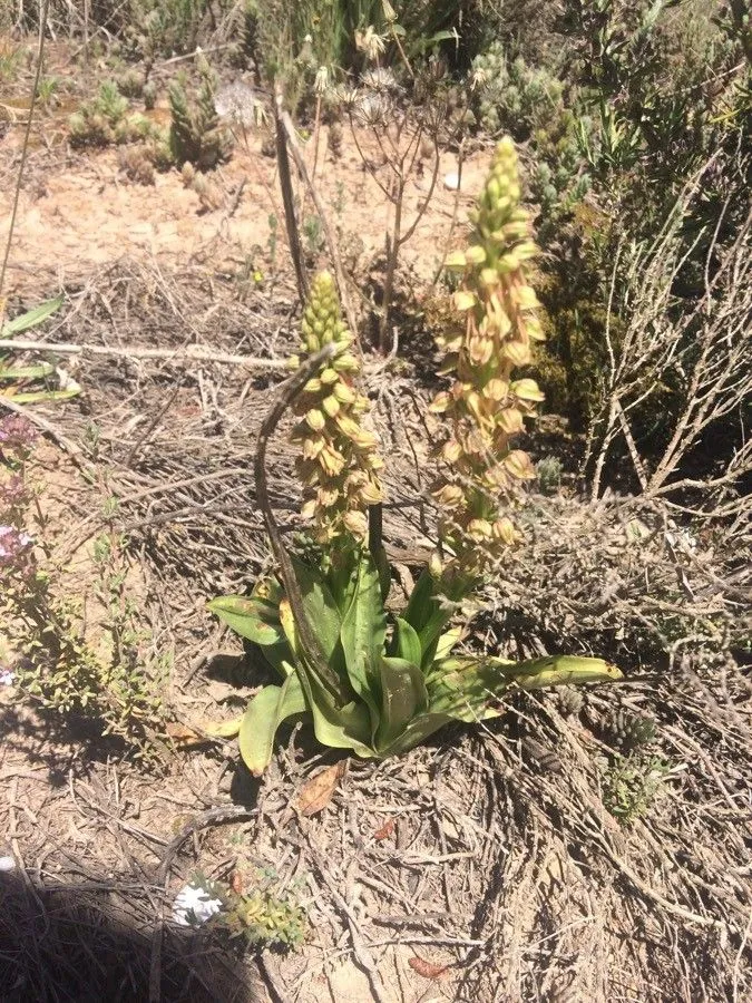 Man orchid (Orchis anthropophora, Fl. Pedem. 2: 148 (1785))