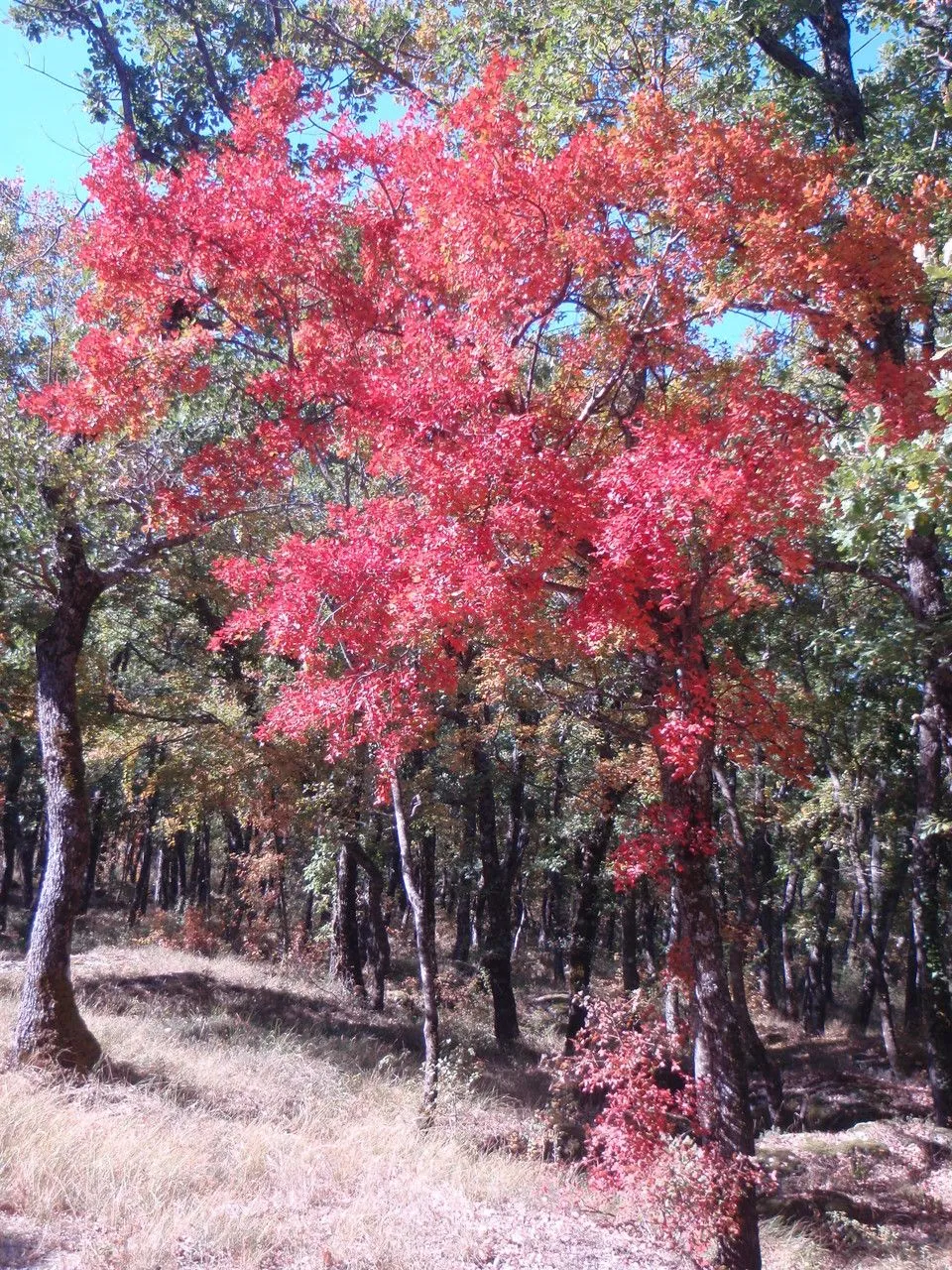 Montpellier maple (Acer monspessulanum, Sp. Pl.: 1056 (1753))