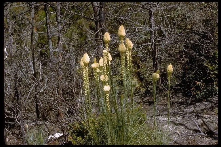 Bear-grass (Xerophyllum tenax, Gen. N. Amer. Pl. 1: 235 (1818))