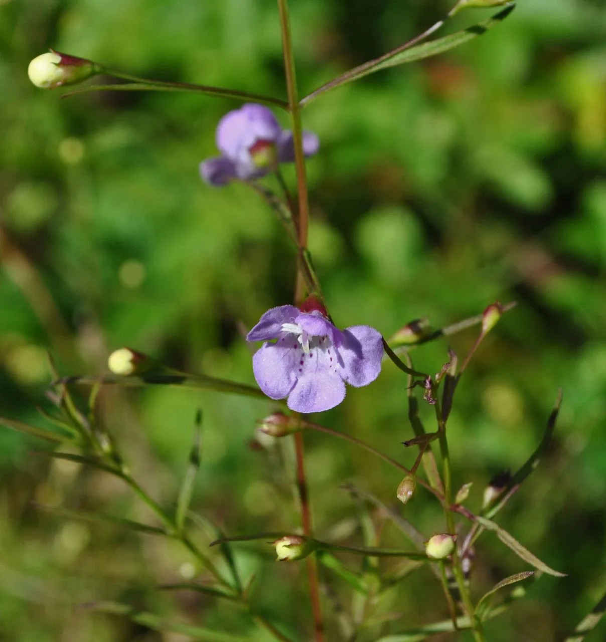 Slender false foxglove (Agalinis tenuifolia, New Fl. 2: 64 (1837))