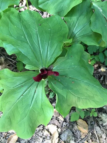 Giant trillium (Trillium chloropetalum, Fl. N.W. Amer. 1: 661 (1902))