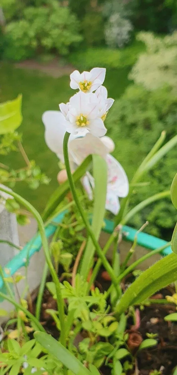 Fragrant false garlic (Nothoscordum gracile, Taxon 35: 338 (1986))