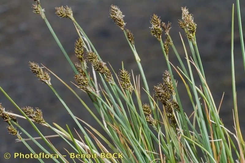 Twotipped sedge (Carex lachenalii, Beschr. Riedgräs. 1: 51 (1801))