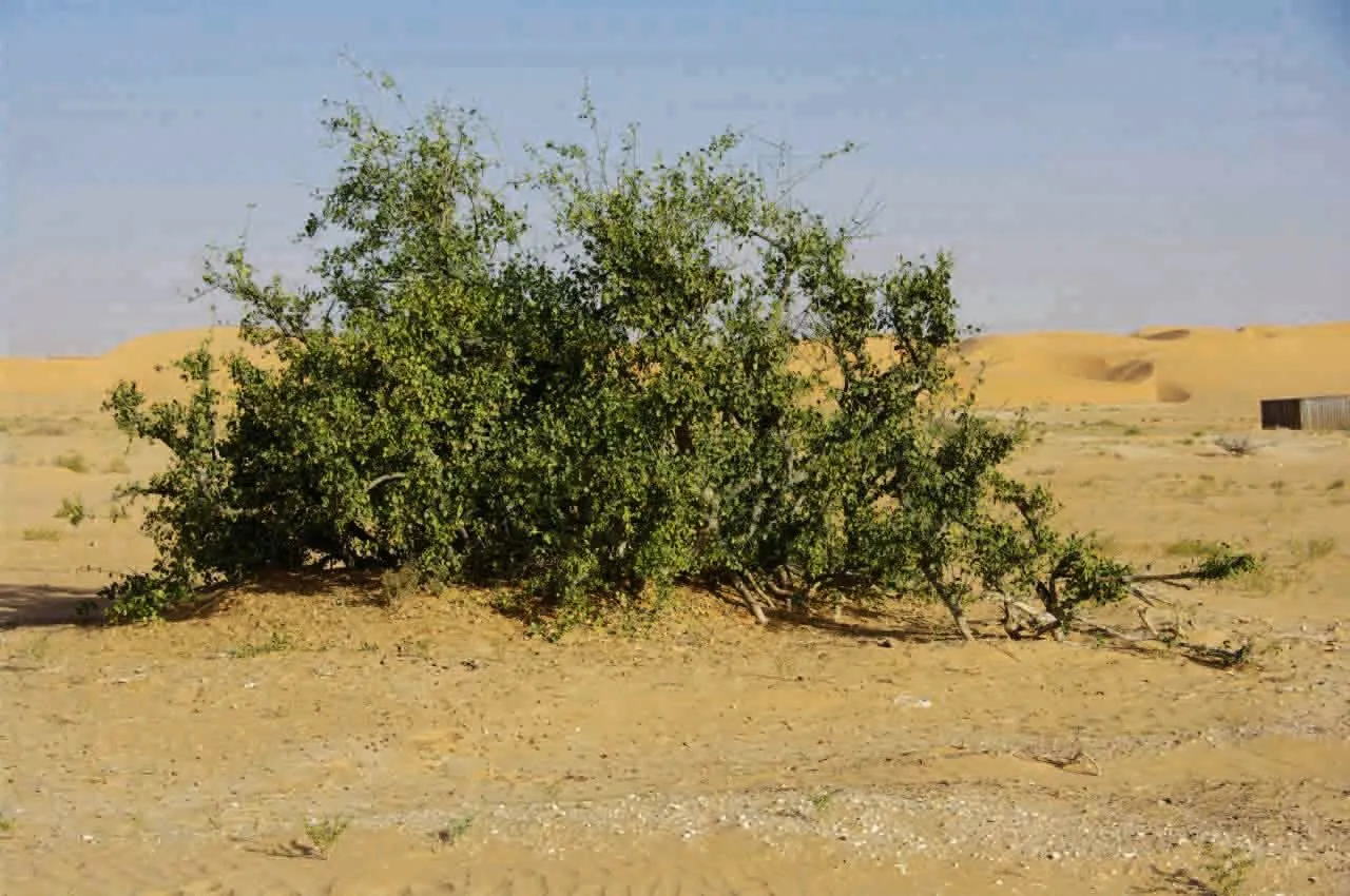 Toothbrushtree (Salvadora persica, Sp. Pl.: 122 (1753))