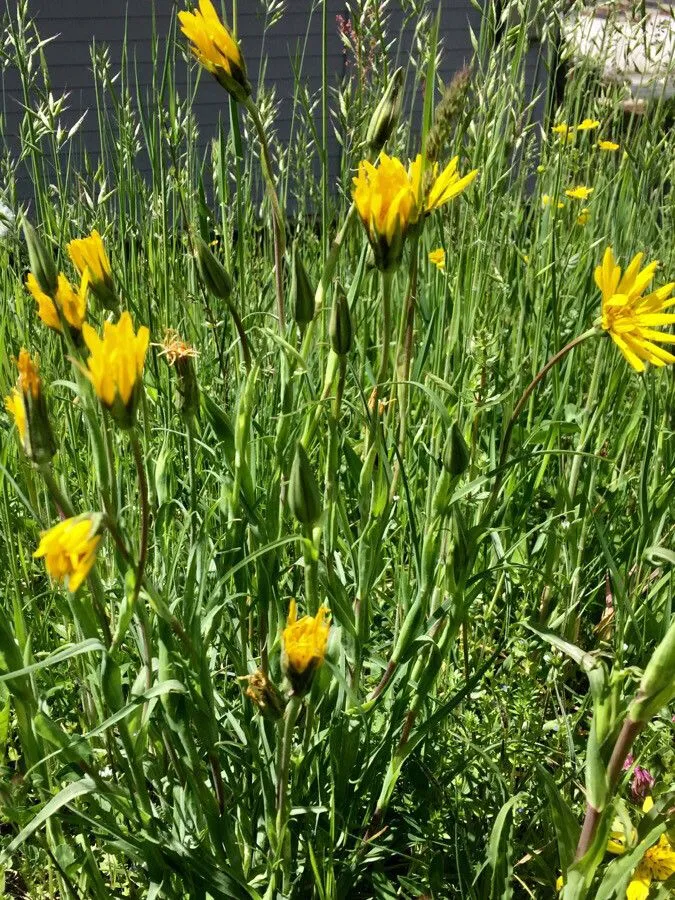 Johnny-go-to-bed-at-noon (Tragopogon pratensis, Sp. Pl.: 789 (1753))