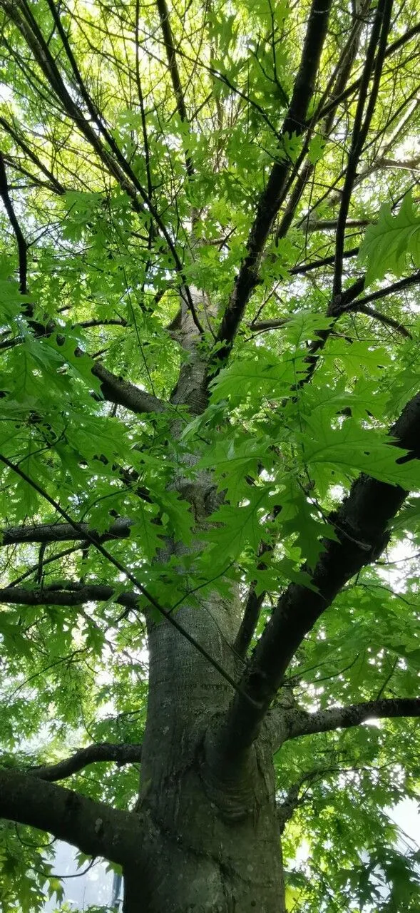 Shumard oak (Quercus shumardii, Proc. Acad. Nat. Sci. Philadelphia 12: 444 (1860 publ. 1861))