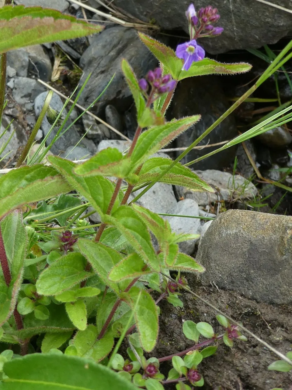 Spiked pyrenean speedwell (Veronica ponae, Ill. Observ. Bot. 1: 1 (1773))