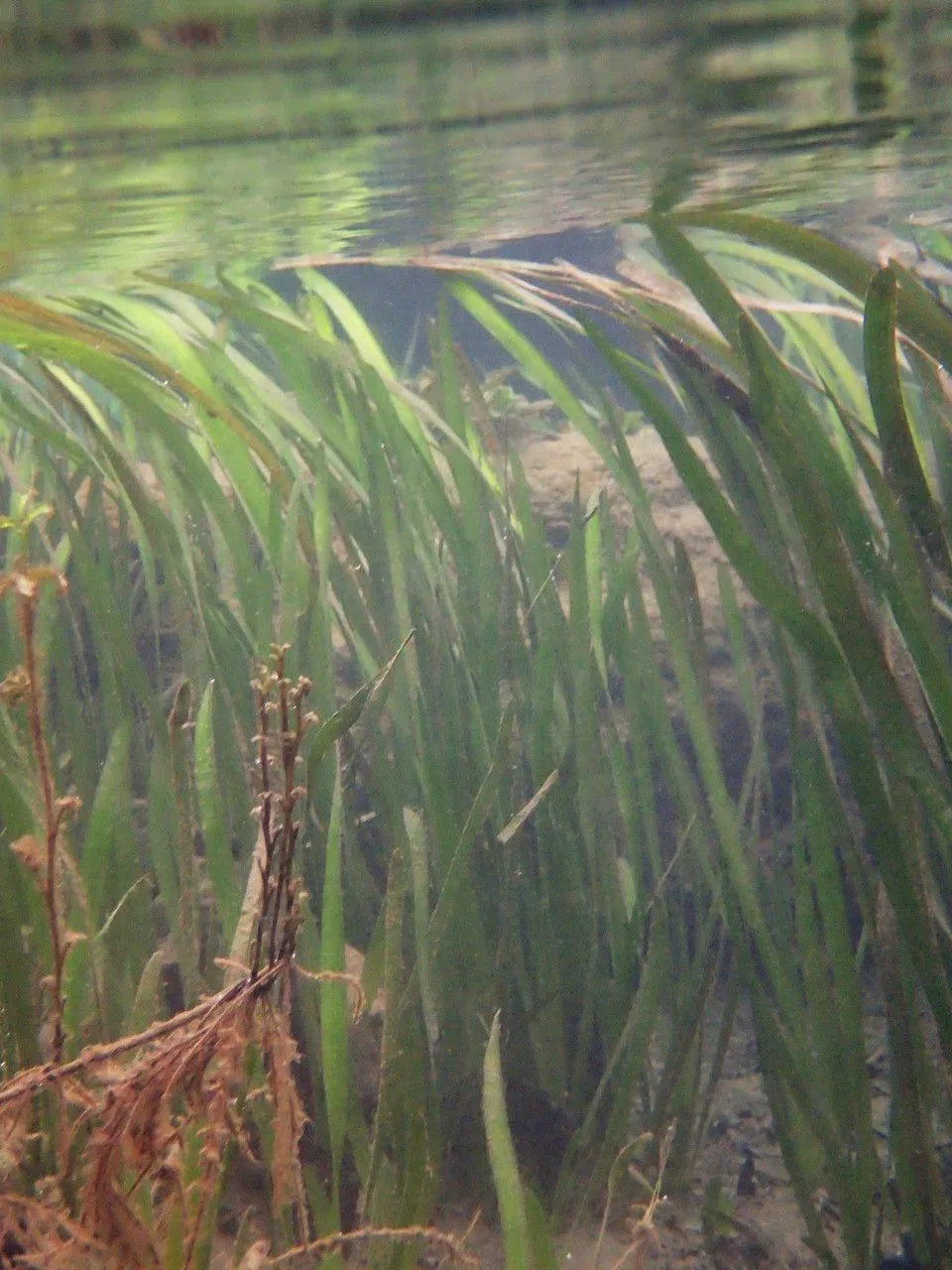 Coiled vallisneria (Vallisneria spiralis, Sp. Pl.: 1015 (1753))