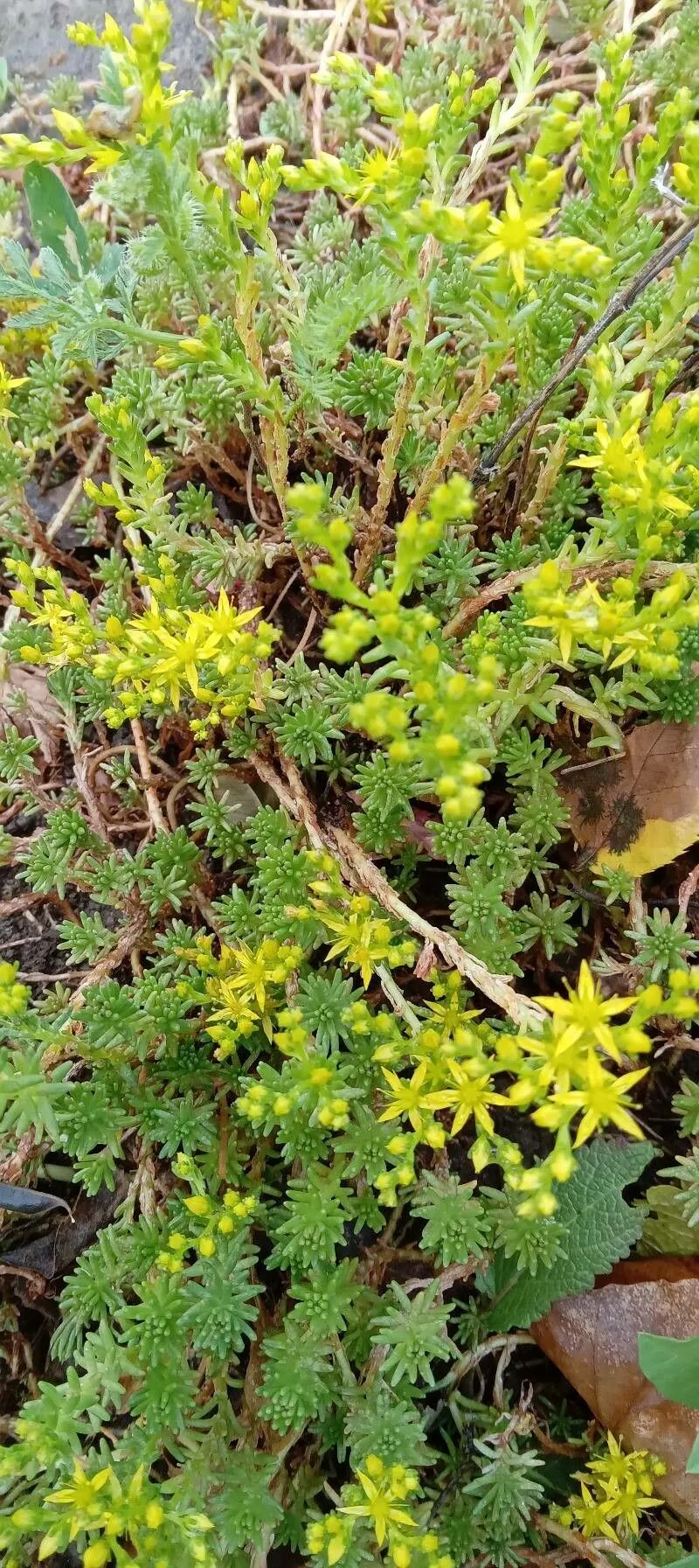 Tasteless stonecrop (Sedum sexangulare, Sp. Pl.: 432 (1753))