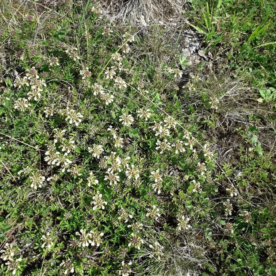 Mountain germander (Teucrium montanum, Sp. pl. 2:565. 1753)