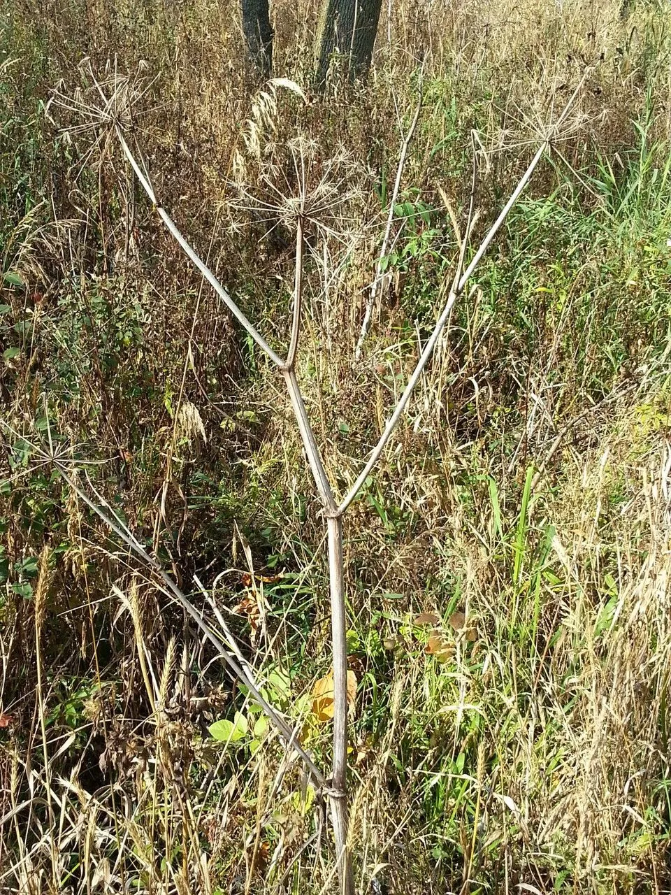 American angelica (Angelica atropurpurea, Sp. Pl.: 251 (1753))