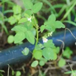 Oxalidaceae