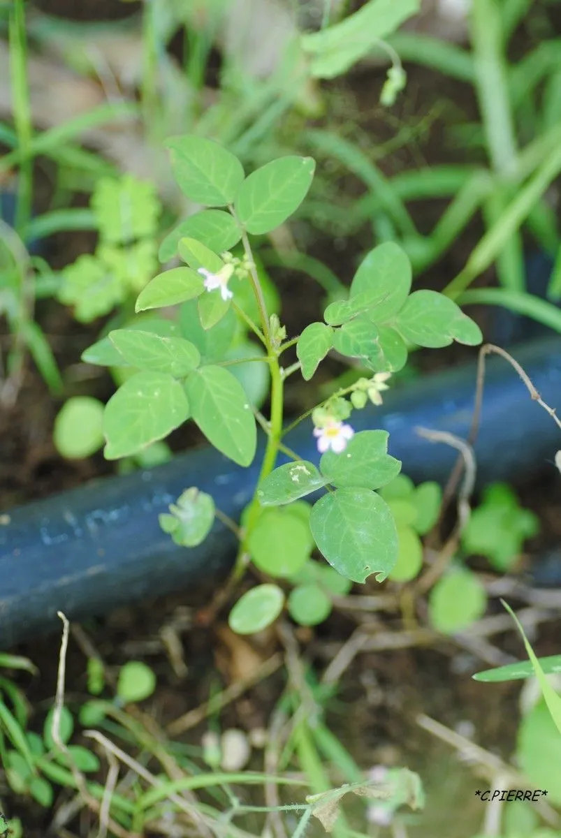 Barrelier’s woodsorrel (Oxalis barrelieri, Sp. Pl. ed. 2: 624 (1762))