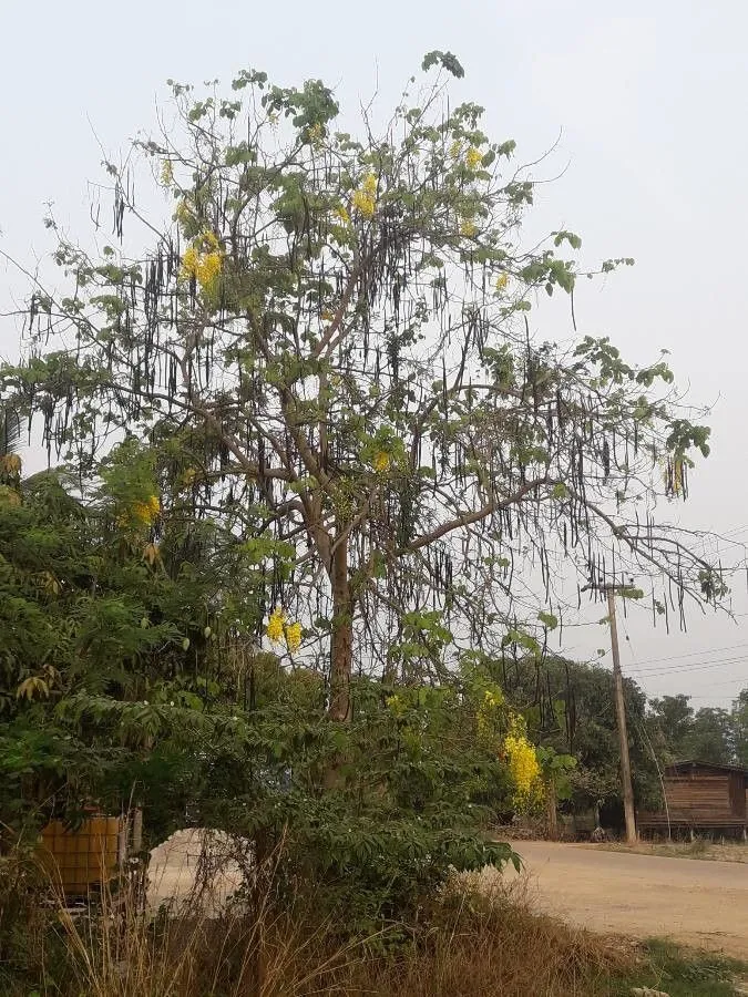 Indian-laburnum (Cassia fistula, Sp. Pl.: 377 (1753))