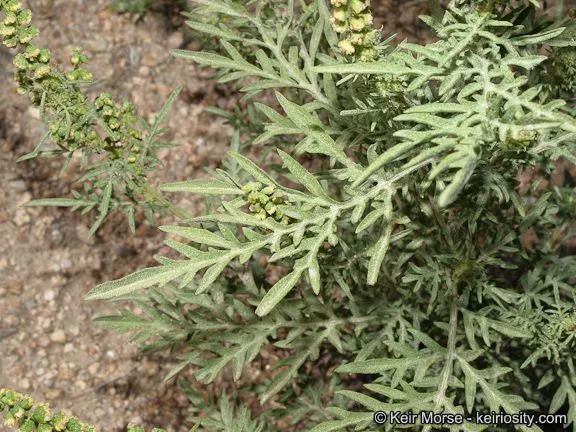 Bur ragweed (Ambrosia confertiflora, Prodr. 5: 526 (1836))