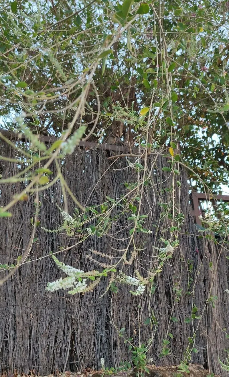 Dogtail (Buddleja asiatica, Fl. Cochinch.: 72 (1790))