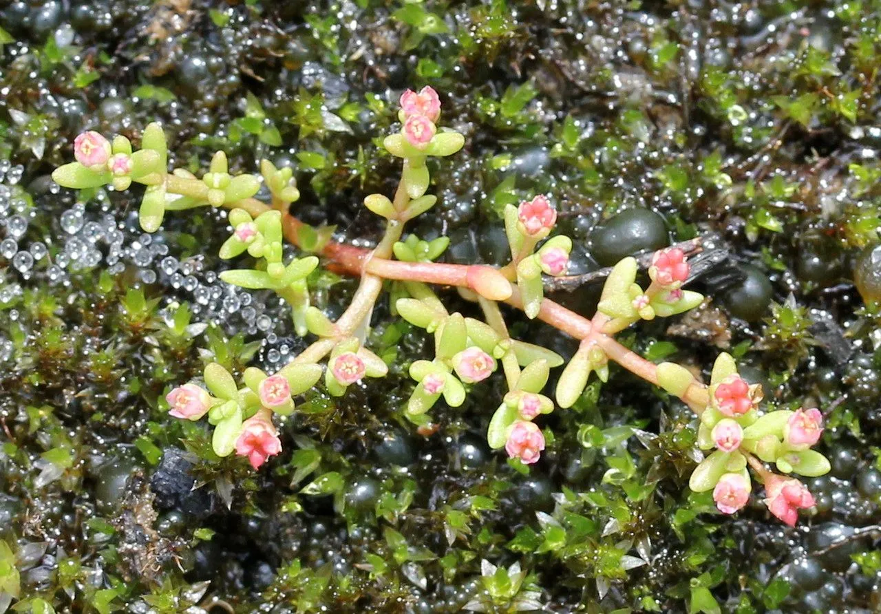 Southern water-stonecrop (Crassula vaillantii, Enum. Pl. Phaen. Germ. 1(1): 992 (1827))