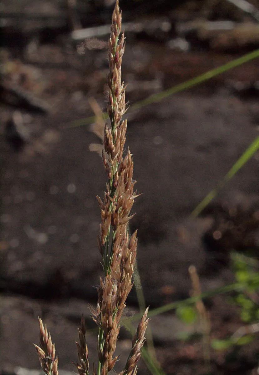 Narrow small-reed (Calamagrostis stricta, Descr. Gram. 105. 1802)