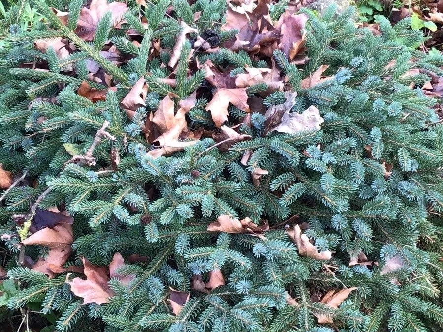 Hybrid spruce (Picea × lutzii, J. Forest. (Washington) 51: 746 (1953))