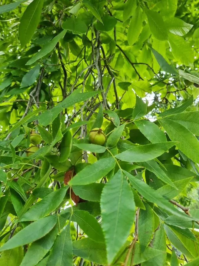 Bitternut (Carya cordiformis, Dendrologie 1: 597 (1869))