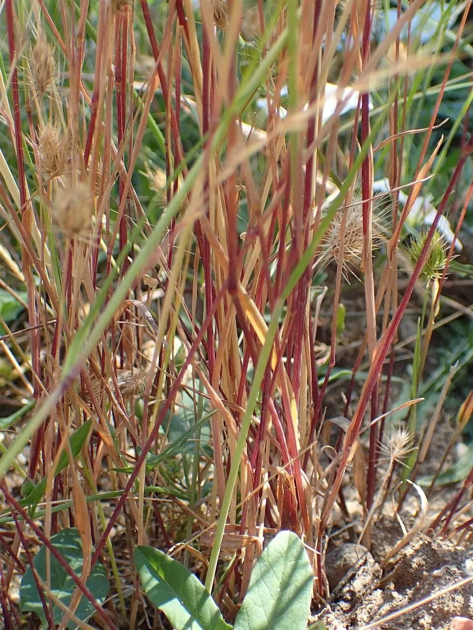 Rough dog’s-tail (Cynosurus echinatus, Sp. Pl.: 72 (1753))