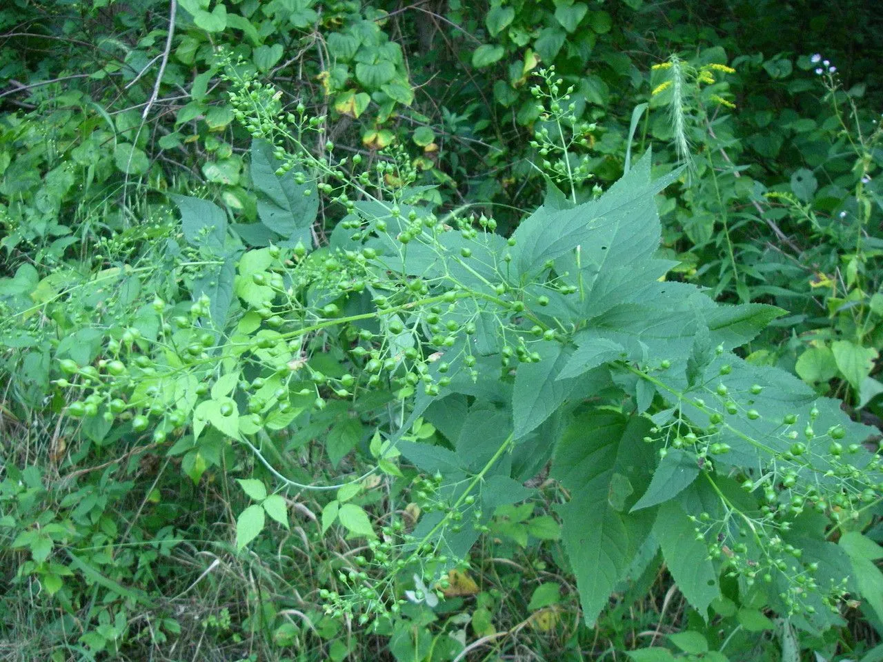 Figwort (Scrophularia marilandica, Sp. Pl.: 619 (1753))