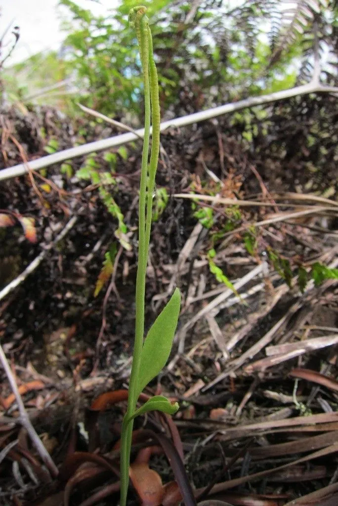 Longstem adderstongue (Ophioglossum petiolatum, Exot. Fl. 1(4): t. 56 (1823))