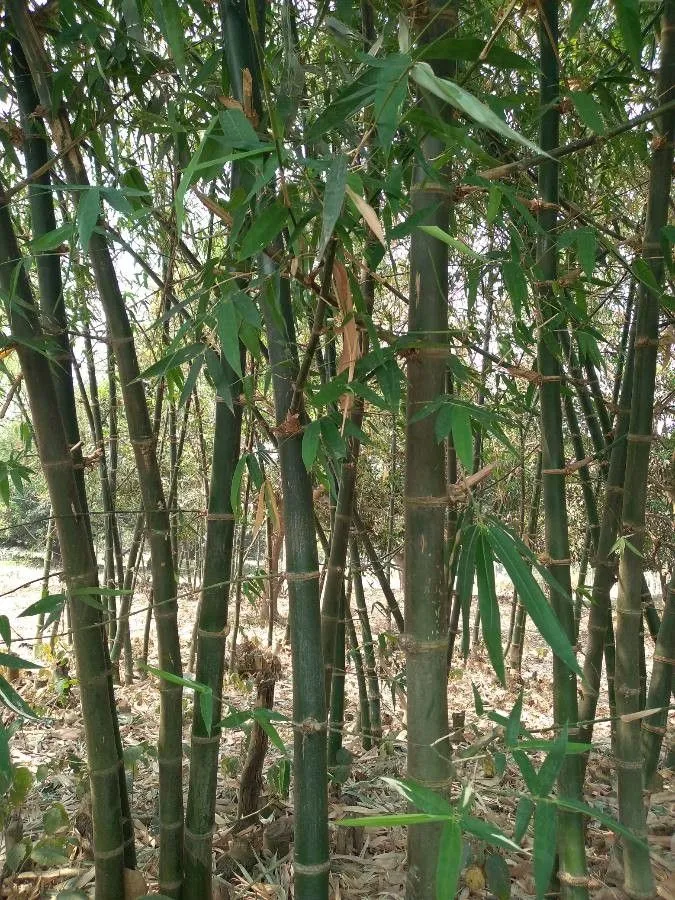 Giant cane (Arundinaria gigantea, Cat. Pl. Amer. Sept.: 14 (1813))