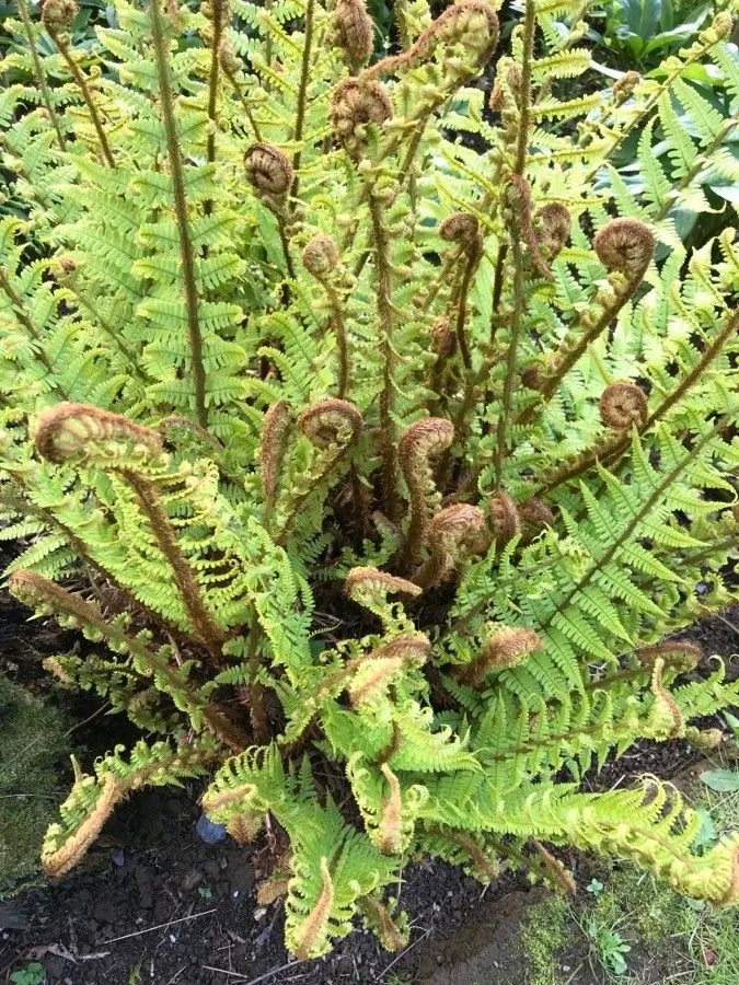 Fragrant wood fern (Dryopteris fragrans, Gen. Fil.: t. 9 (1834))