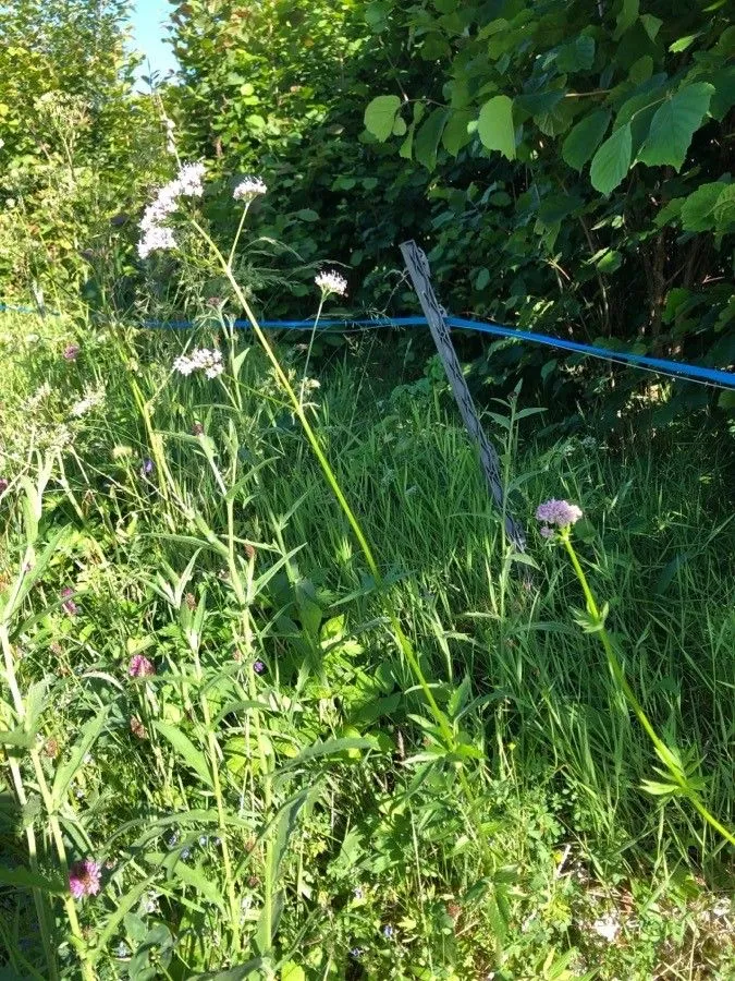 Marsh valerian (Valeriana dioica, Sp. pl. 1:31. 1753)