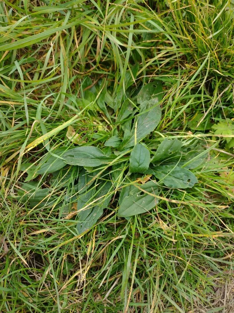 Hoary plantain (Plantago media, Sp. Pl.: 113 (1753))