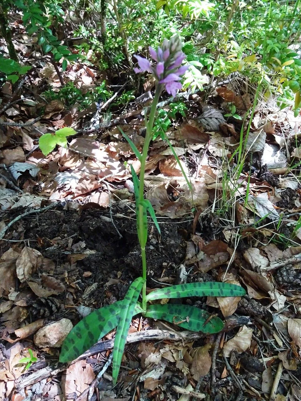 Common spotted orchid (Dactylorhiza fuchsii, Nom. Nov. Gen. Dactylorhiza: 8 (1962))