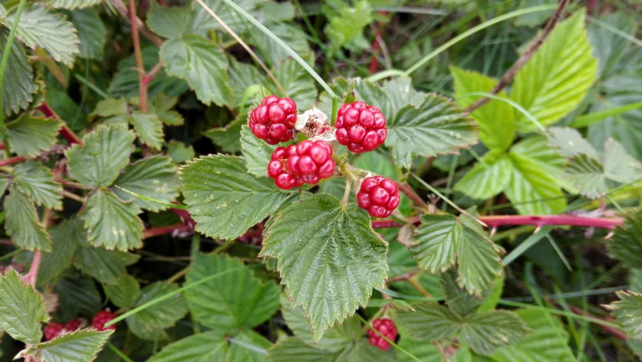 Red-stemmed bramble (Rubus divaricatus, Flora 41: 130 (1858))