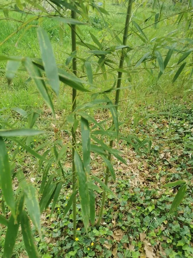 Golden bamboo (Phyllostachys aurea, Bull. Soc. Acclim. France, sér. 3, 5: 716 (1878))