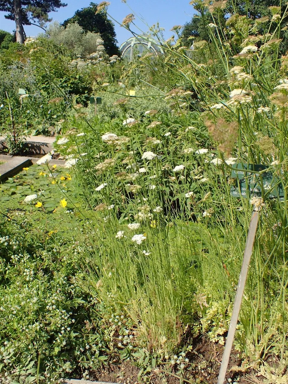 Corky-fruit water-dropwort (Oenanthe pimpinelloides, Sp. pl. 1:255. 1753)