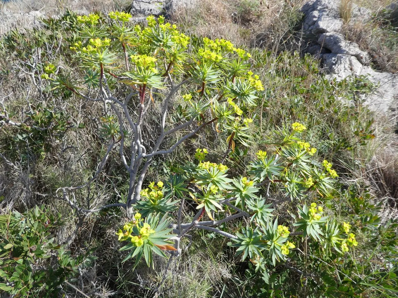 Woody spurge (Euphorbia dendroides, Sp. Pl.: 462 (1753))