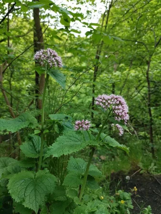 Pyrenean valerian (Valeriana pyrenaica, Sp. Pl.: 33 (1753))