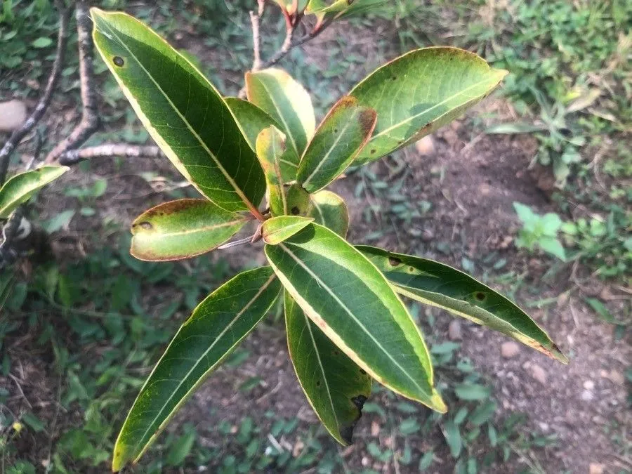 Witherod (Viburnum cassinoides, Sp. Pl. ed. 2.: 384 (1762))